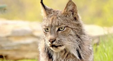 6 Интересни и невероятни факти за lynxes